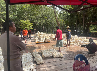 ติดตามธุรกิจรวบรวมยาง “กลุ่มเกษตรกรทำสวนยางก้าวหน้าสามัคคี” พารามิเตอร์รูปภาพ 2